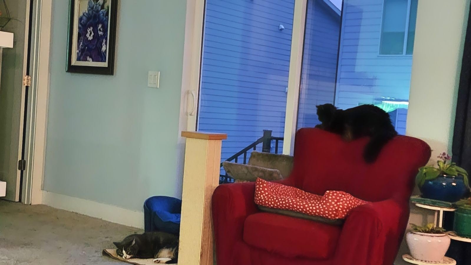 FUKUMARU Cat Scratcher Mat. 23.6 X 15.7 Inch Natural Sisal Cat Scratch Mats. Horizontal Cat Floor Scratching Pad Rug with Sticky Tapes. Protect Couch and Carpets photo review