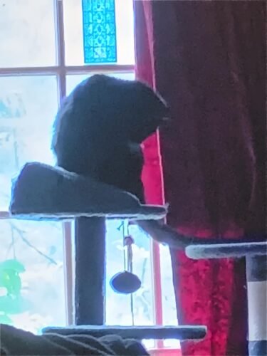 Yaheetech 54in Cat Tree. Multi-Level Cat Tower with Spacious Kitten-ear Perch. 2 Cozy Caves. Scratching Posts. Climbing Ladder. 2 Plush Balls. Durable Pet House Furniture for Indoor Kittens. Dark Gray photo review