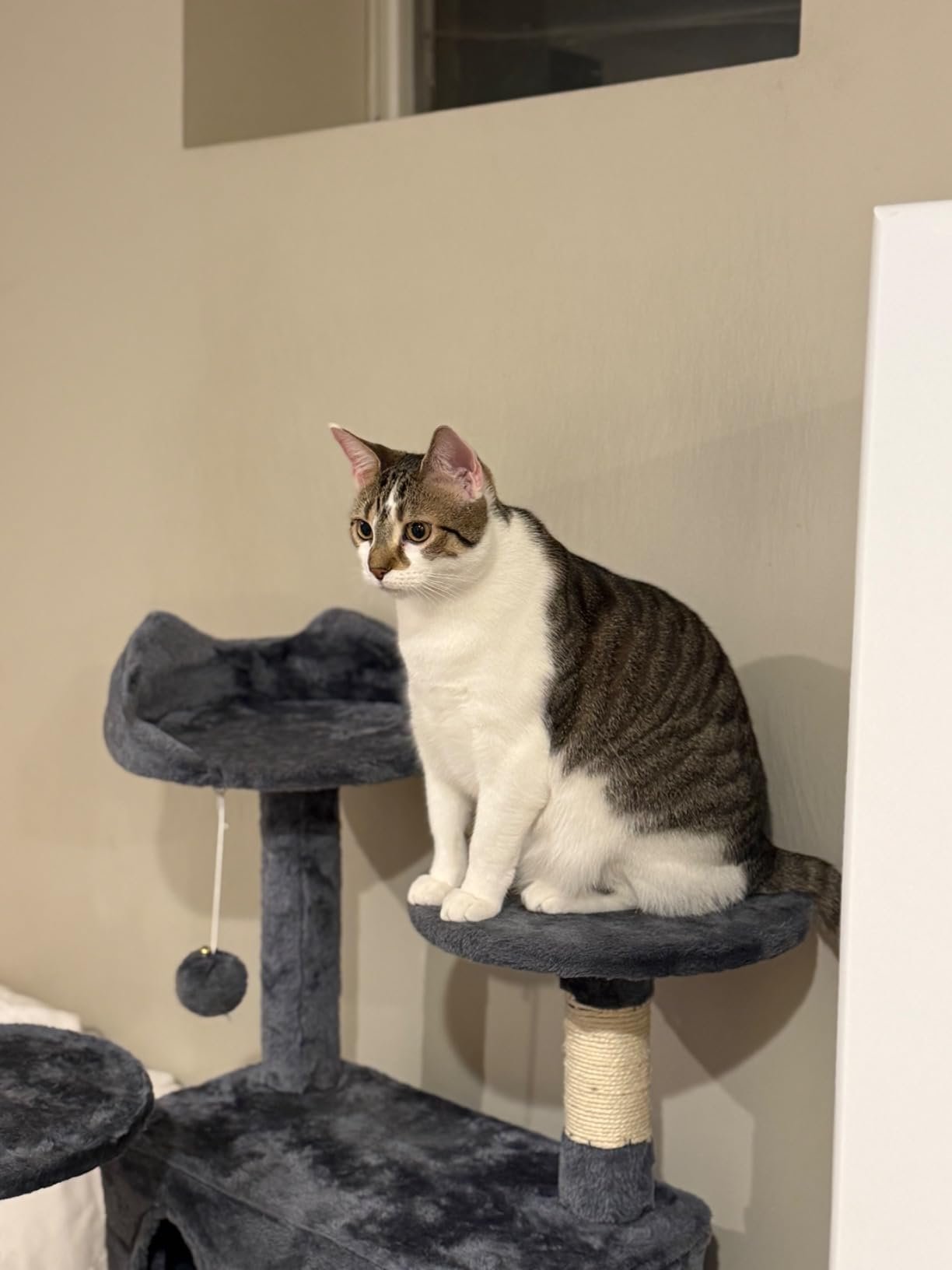 Yaheetech 54in Cat Tree. Multi-Level Cat Tower with Spacious Kitten-ear Perch. 2 Cozy Caves. Scratching Posts. Climbing Ladder. 2 Plush Balls. Durable Pet House Furniture for Indoor Kittens. Dark Gray photo review