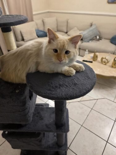 Yaheetech 54in Cat Tree. Multi-Level Cat Tower with Spacious Kitten-ear Perch. 2 Cozy Caves. Scratching Posts. Climbing Ladder. 2 Plush Balls. Durable Pet House Furniture for Indoor Kittens. Dark Gray photo review