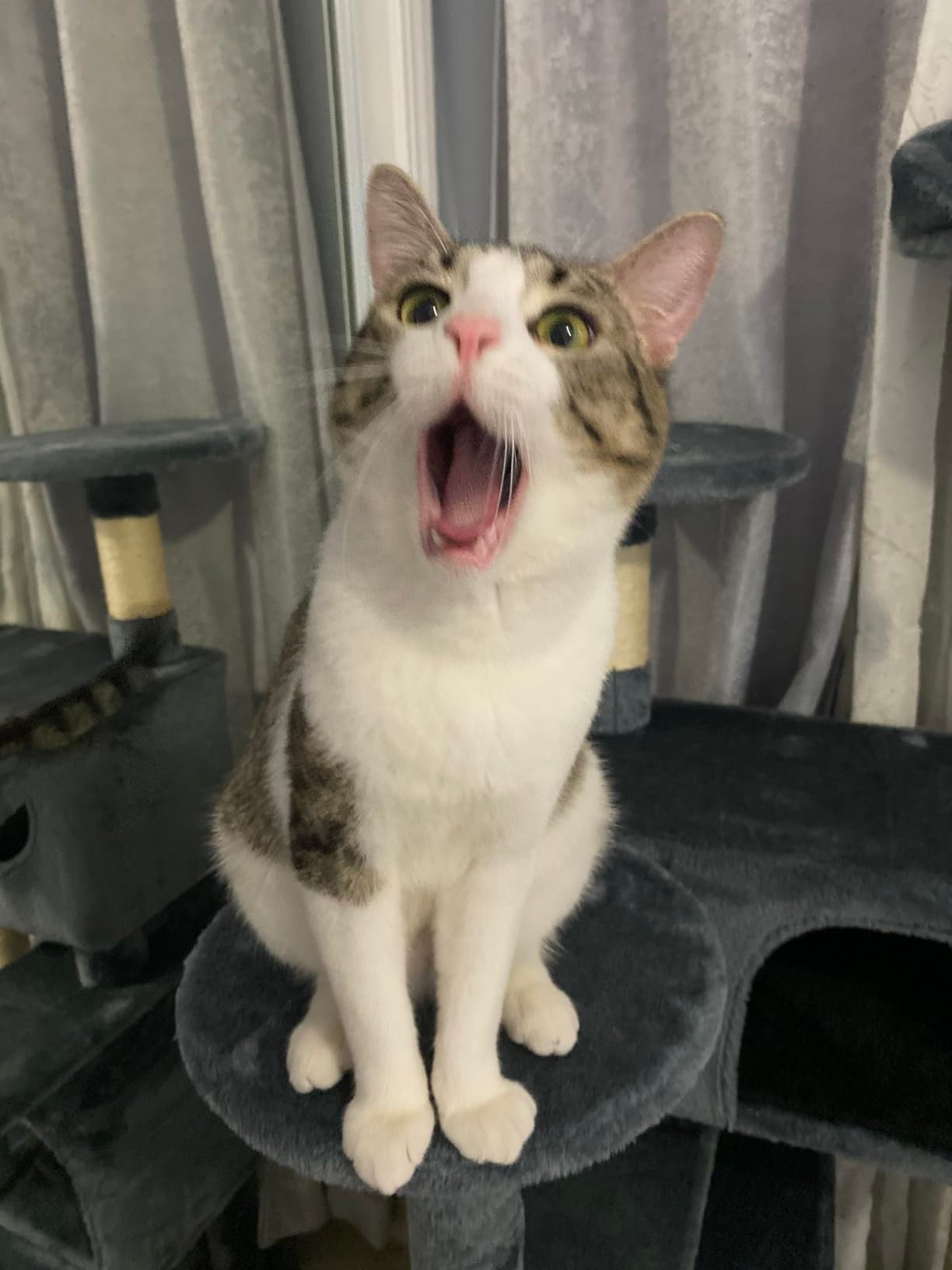 Yaheetech 54in Cat Tree. Multi-Level Cat Tower with Spacious Kitten-ear Perch. 2 Cozy Caves. Scratching Posts. Climbing Ladder. 2 Plush Balls. Durable Pet House Furniture for Indoor Kittens. Dark Gray photo review