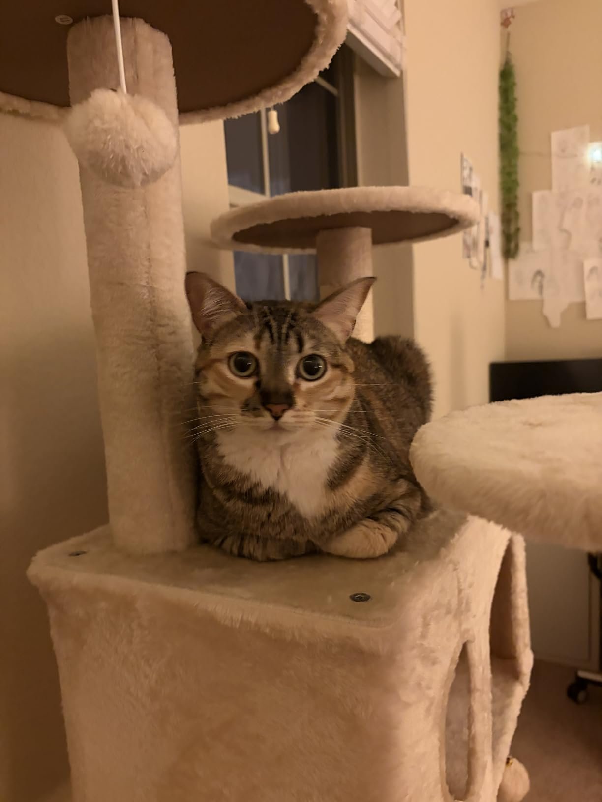 Yaheetech 54in Cat Tree. Multi-Level Cat Tower with Spacious Kitten-ear Perch. 2 Cozy Caves. Scratching Posts. Climbing Ladder. 2 Plush Balls. Durable Pet House Furniture for Indoor Kittens. Dark Gray photo review