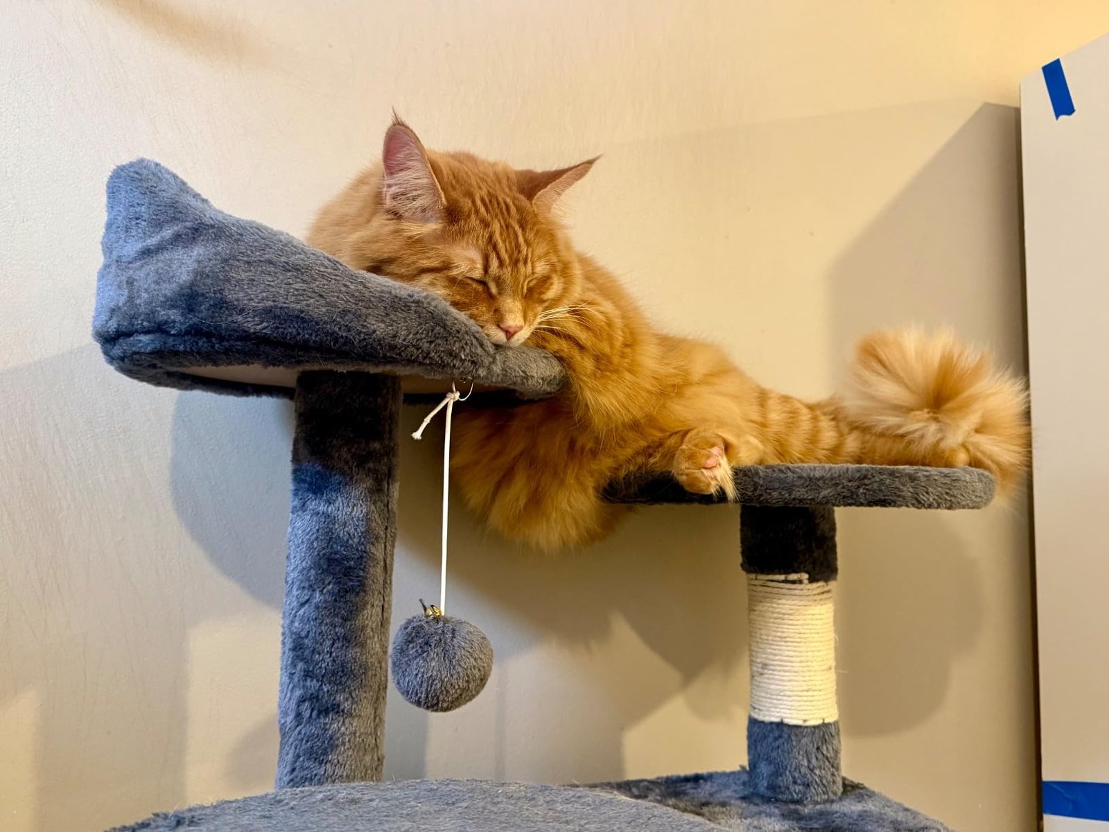 Yaheetech 54in Cat Tree. Multi-Level Cat Tower with Spacious Kitten-ear Perch. 2 Cozy Caves. Scratching Posts. Climbing Ladder. 2 Plush Balls. Durable Pet House Furniture for Indoor Kittens. Dark Gray photo review