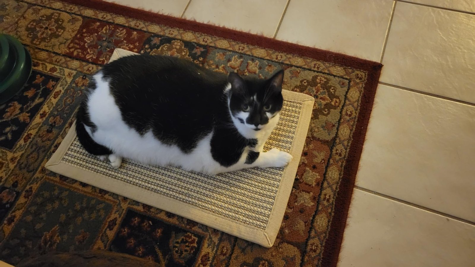 FUKUMARU Cat Scratcher Mat. 23.6 X 15.7 Inch Natural Sisal Cat Scratch Mats. Horizontal Cat Floor Scratching Pad Rug with Sticky Tapes. Protect Couch and Carpets photo review