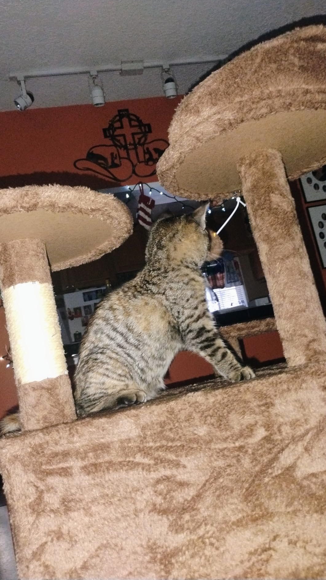 Yaheetech 54in Cat Tree. Multi-Level Cat Tower with Spacious Kitten-ear Perch. 2 Cozy Caves. Scratching Posts. Climbing Ladder. 2 Plush Balls. Durable Pet House Furniture for Indoor Kittens. Dark Gray photo review