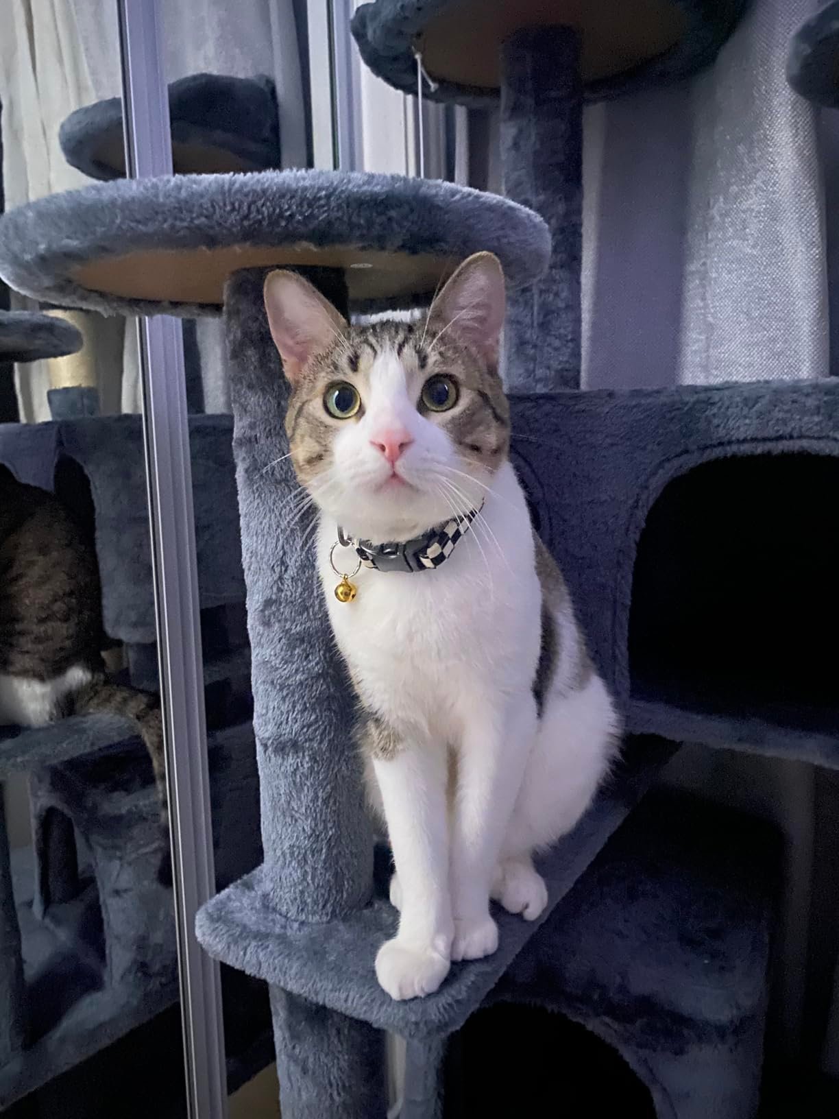 Yaheetech 54in Cat Tree. Multi-Level Cat Tower with Spacious Kitten-ear Perch. 2 Cozy Caves. Scratching Posts. Climbing Ladder. 2 Plush Balls. Durable Pet House Furniture for Indoor Kittens. Dark Gray photo review