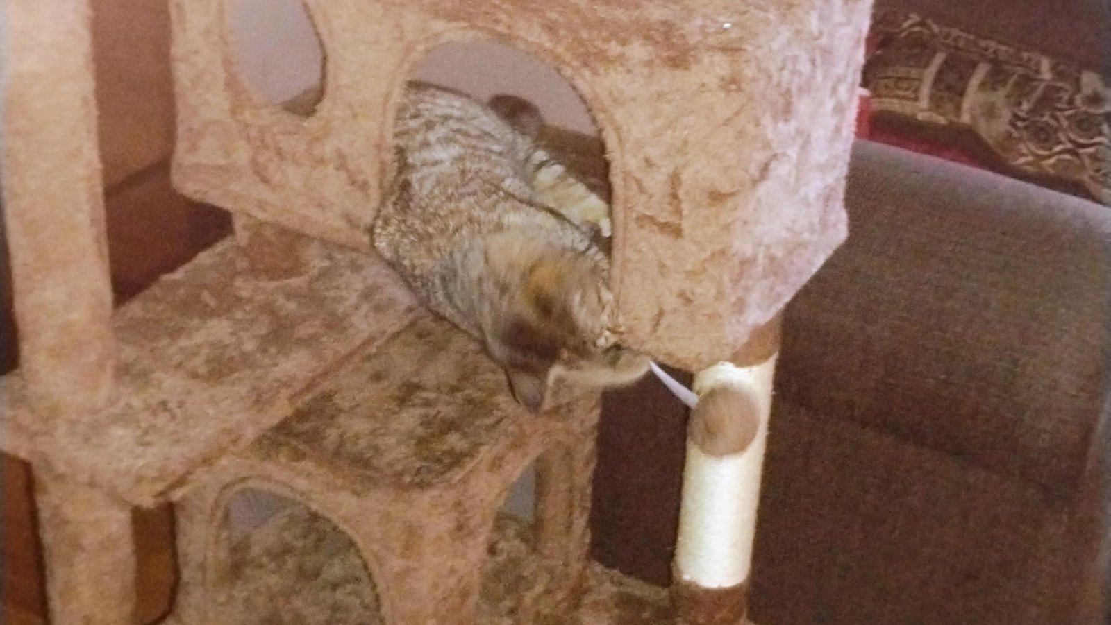 Yaheetech 54in Cat Tree. Multi-Level Cat Tower with Spacious Kitten-ear Perch. 2 Cozy Caves. Scratching Posts. Climbing Ladder. 2 Plush Balls. Durable Pet House Furniture for Indoor Kittens. Dark Gray photo review