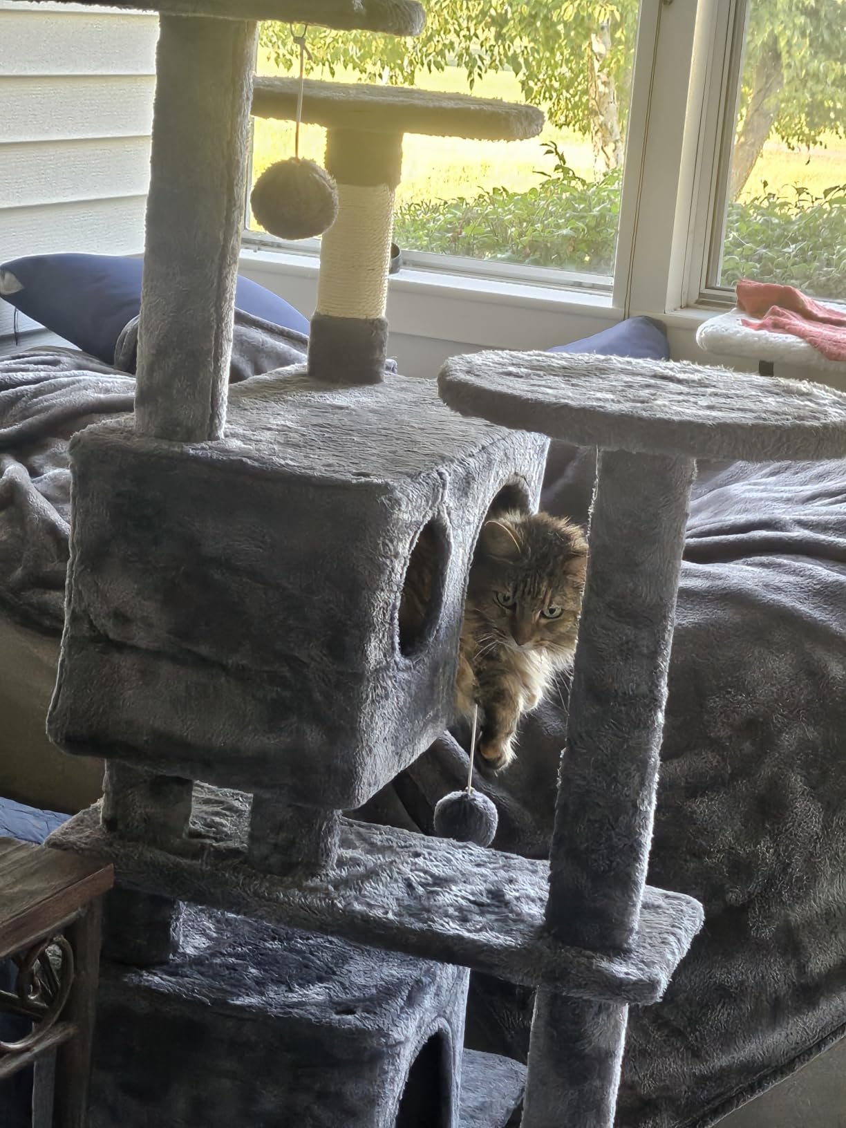 Yaheetech 54in Cat Tree. Multi-Level Cat Tower with Spacious Kitten-ear Perch. 2 Cozy Caves. Scratching Posts. Climbing Ladder. 2 Plush Balls. Durable Pet House Furniture for Indoor Kittens. Dark Gray photo review