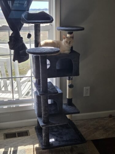 Yaheetech 54in Cat Tree. Multi-Level Cat Tower with Spacious Kitten-ear Perch. 2 Cozy Caves. Scratching Posts. Climbing Ladder. 2 Plush Balls. Durable Pet House Furniture for Indoor Kittens. Dark Gray photo review