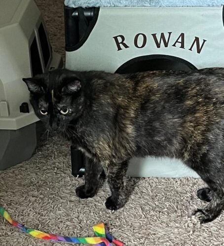 FUKUMARU Cat Scratcher Mat. 23.6 X 15.7 Inch Natural Sisal Cat Scratch Mats. Horizontal Cat Floor Scratching Pad Rug with Sticky Tapes. Protect Couch and Carpets photo review