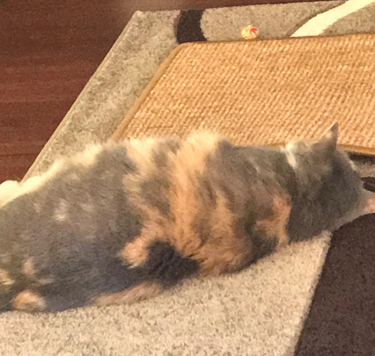 FUKUMARU Cat Scratcher Mat. 23.6 X 15.7 Inch Natural Sisal Cat Scratch Mats. Horizontal Cat Floor Scratching Pad Rug with Sticky Tapes. Protect Couch and Carpets photo review