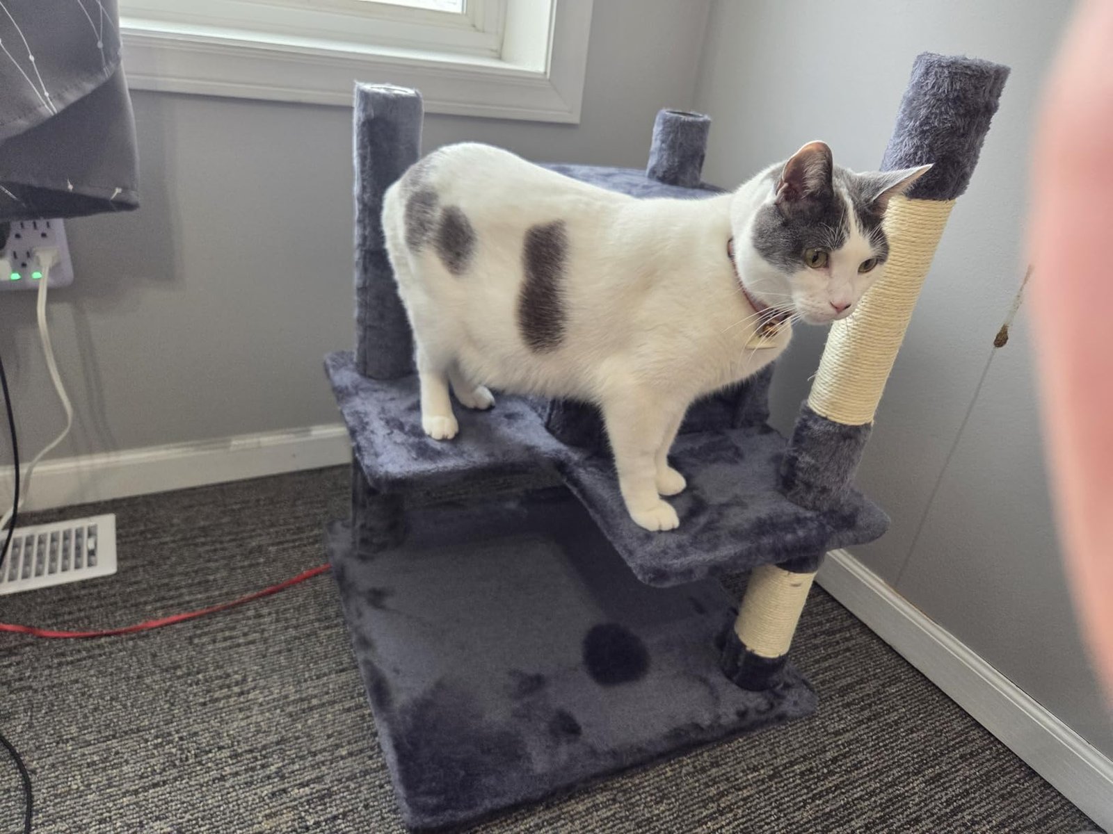 Yaheetech 54in Cat Tree. Multi-Level Cat Tower with Spacious Kitten-ear Perch. 2 Cozy Caves. Scratching Posts. Climbing Ladder. 2 Plush Balls. Durable Pet House Furniture for Indoor Kittens. Dark Gray photo review