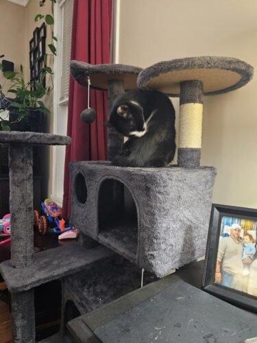 Yaheetech 54in Cat Tree. Multi-Level Cat Tower with Spacious Kitten-ear Perch. 2 Cozy Caves. Scratching Posts. Climbing Ladder. 2 Plush Balls. Durable Pet House Furniture for Indoor Kittens. Dark Gray photo review