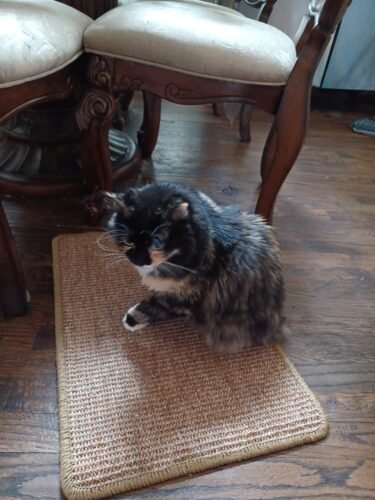 FUKUMARU Cat Scratcher Mat. 23.6 X 15.7 Inch Natural Sisal Cat Scratch Mats. Horizontal Cat Floor Scratching Pad Rug with Sticky Tapes. Protect Couch and Carpets photo review