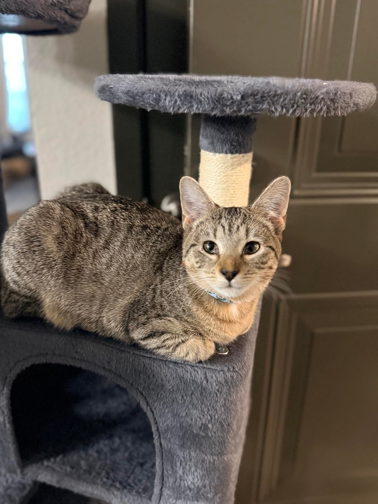 Yaheetech 54in Cat Tree. Multi-Level Cat Tower with Spacious Kitten-ear Perch. 2 Cozy Caves. Scratching Posts. Climbing Ladder. 2 Plush Balls. Durable Pet House Furniture for Indoor Kittens. Dark Gray photo review