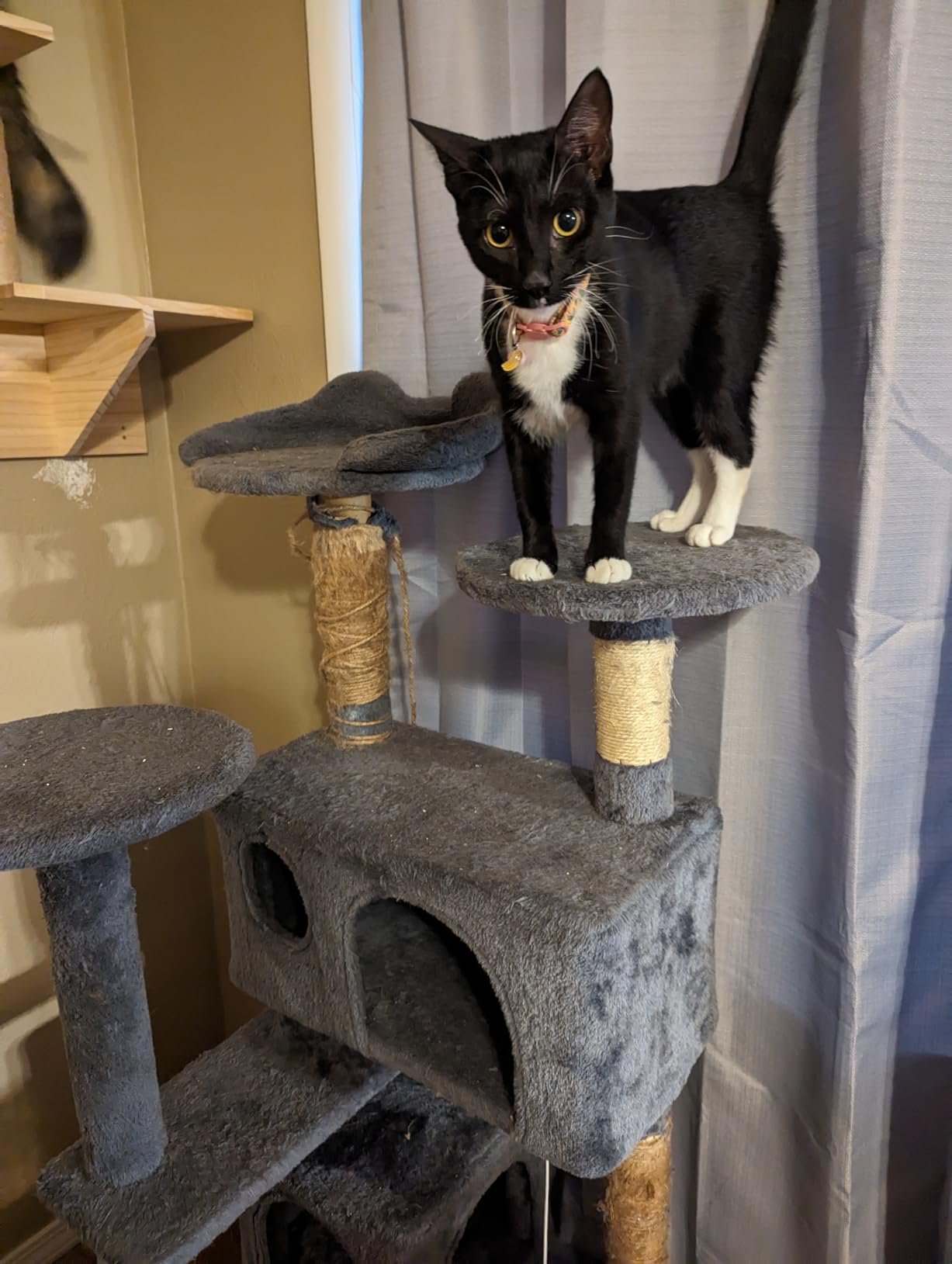 Yaheetech 54in Cat Tree. Multi-Level Cat Tower with Spacious Kitten-ear Perch. 2 Cozy Caves. Scratching Posts. Climbing Ladder. 2 Plush Balls. Durable Pet House Furniture for Indoor Kittens. Dark Gray photo review