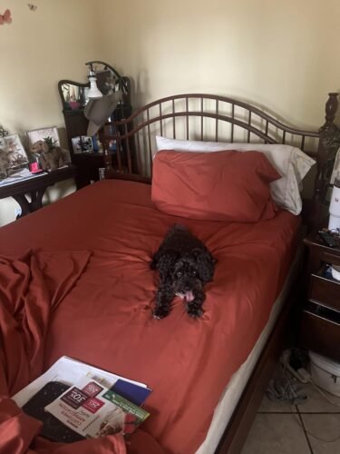 Queen Size 4 Piece Sheet Set - Comfy Breathable & Cooling Bed Sheets Set - Hotel Luxury Bedding for Women. Men. Kids. Teens. Boys & Girls - Deep Pockets. Soft and Wrinkle Free - Oeko-Tex - Dark Grey photo review