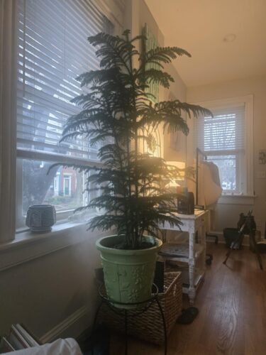 Dreo Smart Humidifiers for Bedroom. Top Fill 4L Supersized Humidifier Large Room with 28 dB. 36H Runtime. Touch/APP/Voice Control. Nightlight. Cool Mist Humidifiers for Baby. Plants. Indoor. Black photo review