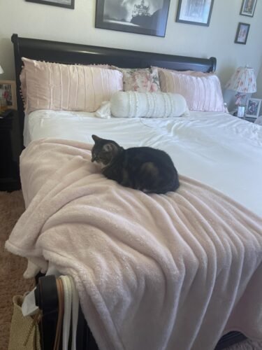 Queen Size 4 Piece Sheet Set - Comfy Breathable & Cooling Bed Sheets Set - Hotel Luxury Bedding for Women. Men. Kids. Teens. Boys & Girls - Deep Pockets. Soft and Wrinkle Free - Oeko-Tex - Dark Grey photo review