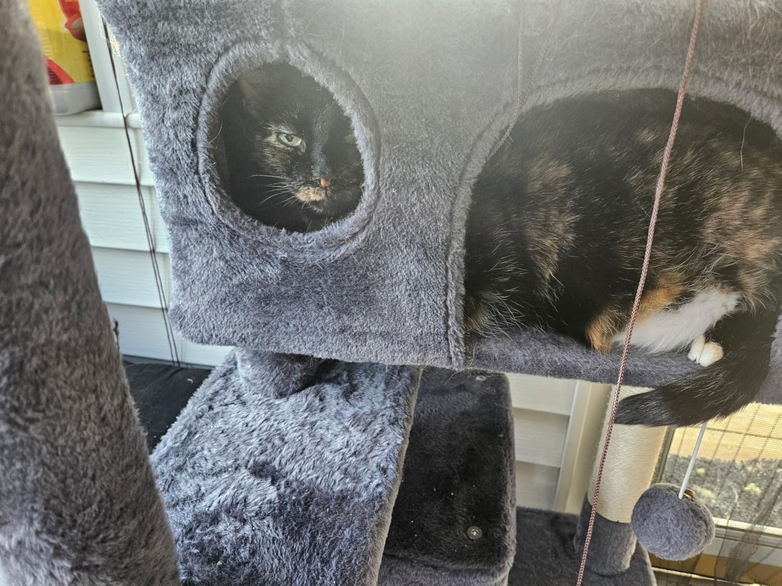 Yaheetech 54in Cat Tree. Multi-Level Cat Tower with Spacious Kitten-ear Perch. 2 Cozy Caves. Scratching Posts. Climbing Ladder. 2 Plush Balls. Durable Pet House Furniture for Indoor Kittens. Dark Gray photo review