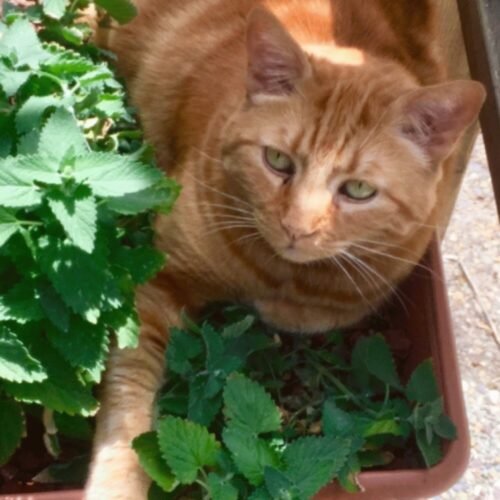 FUKUMARU Cat Scratcher Mat. 23.6 X 15.7 Inch Natural Sisal Cat Scratch Mats. Horizontal Cat Floor Scratching Pad Rug with Sticky Tapes. Protect Couch and Carpets photo review