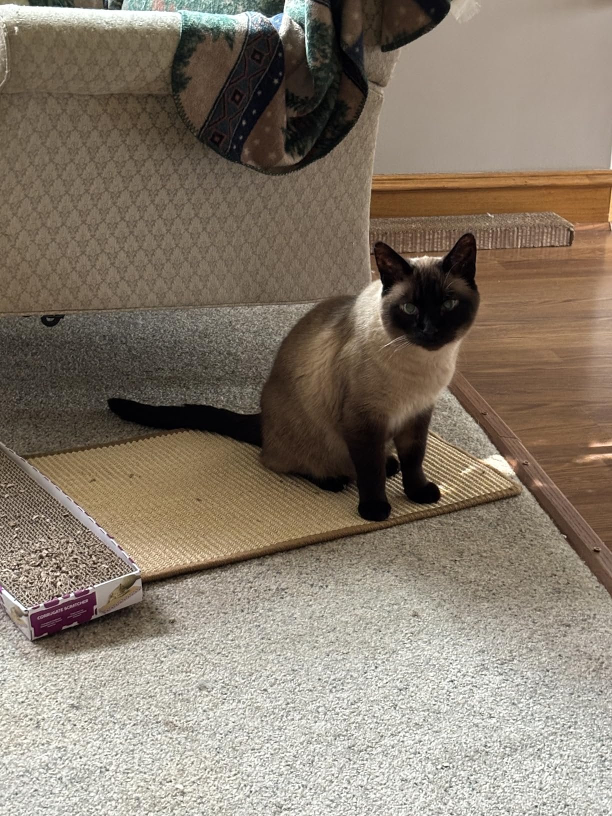 FUKUMARU Cat Scratcher Mat. 23.6 X 15.7 Inch Natural Sisal Cat Scratch Mats. Horizontal Cat Floor Scratching Pad Rug with Sticky Tapes. Protect Couch and Carpets photo review