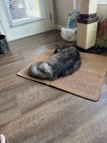FUKUMARU Cat Scratcher Mat. 23.6 X 15.7 Inch Natural Sisal Cat Scratch Mats. Horizontal Cat Floor Scratching Pad Rug with Sticky Tapes. Protect Couch and Carpets photo review